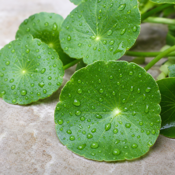 CENTELLA ASIATICA